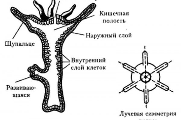 Кракен ссылка тор kr2web in