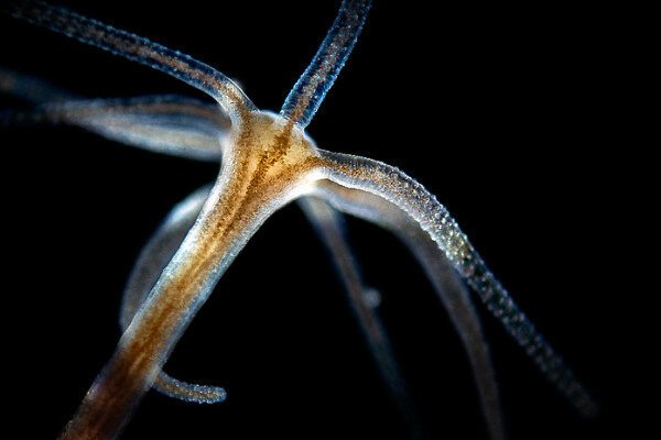 Kraken россия